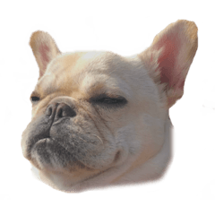 Boo_20190604251648