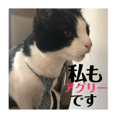 Japanese Boss cat Natume.