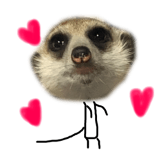 meerkat_no_bee