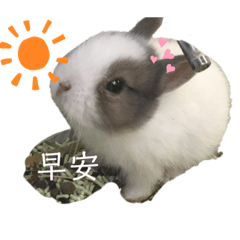 棉花糖小兔兔