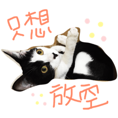 頑皮牛奶日常