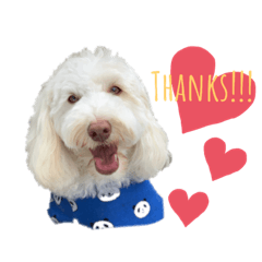 AustralianLabradoodleイサラのスタンプ2