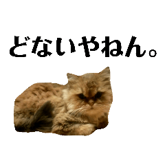 毎日使える関西弁の猫スタンプ