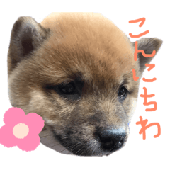 dog_20190605082936