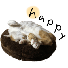 i love mycat!