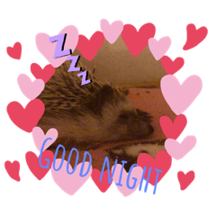Hedgehog sleepy Time