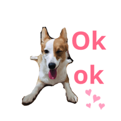 漢堡哥