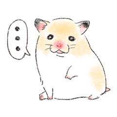 Golden Hamster Kinako