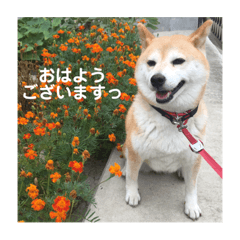 shibainu.meichan.