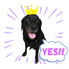 my family dogs!! love pet!