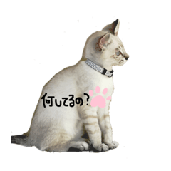 piro_20190606100528