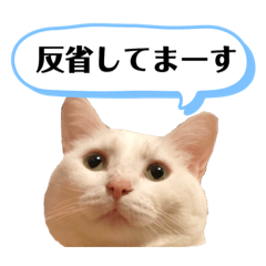 kawaii cats.