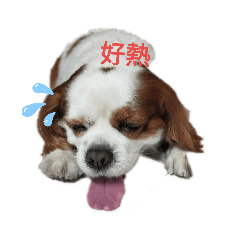 我是趴趴