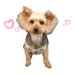 suzu...._20190606153231