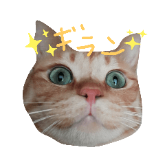 cats_20190606161103