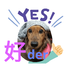 cute 臘腸 dog Daily