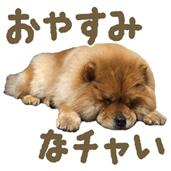 チャウチャウの茶太郎 お写真 Line スタンプ Line Store チャウチャウの茶太郎 お写真 Line スタンプ Line Store