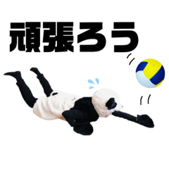 Shizupanda_love volleyball