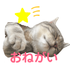 toratorast