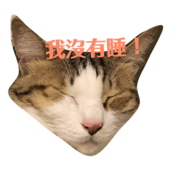 阿金懶得回