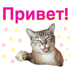 ロシア大好き！柴犬ダビデ&猫のラッキー！