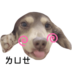 小短腿Q比生活日常