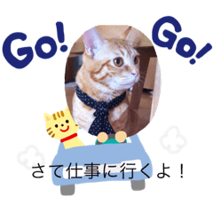 猫、猫、猫。