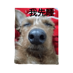 甜甜（臘腸混貴賓）