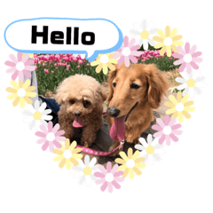 Chappy_20190607172942