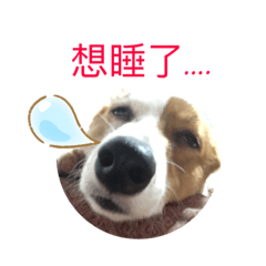 堡哥