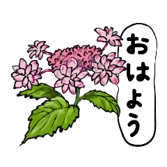 kawaii  garden flowers