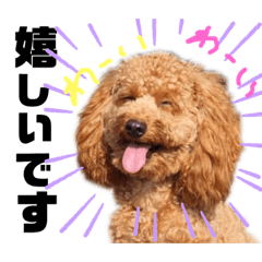 Toy Poodle speaks Japanese