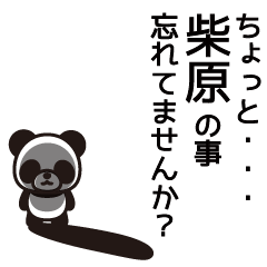 Shibahara Panda Sticker