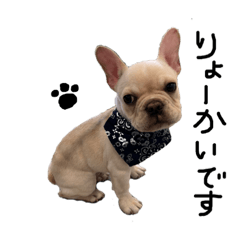 French Bulldog Mickey