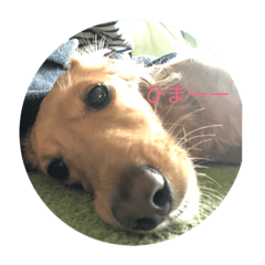 dog  stamp ramuu sugiura family