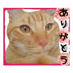 毎日使えるトラ猫 Line スタンプ Line Store 毎日使えるトラ猫 Line スタンプ Line Store