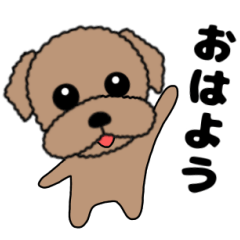 毎日使える トイプードルのぷーちゃん