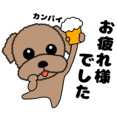 Daily toy poodle2