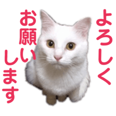 【スタンプ実写】白猫のハク
