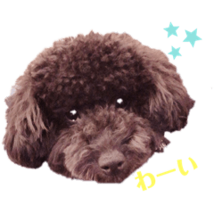 toypoodleblackpanari