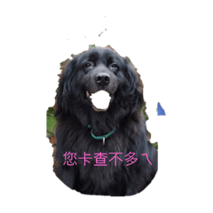 純真狗狗