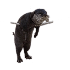 kawaisho