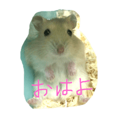 yamo_20190608215337
