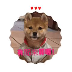 dog life 2019