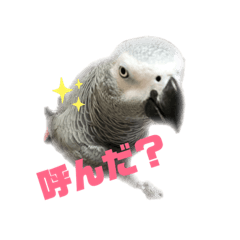 Kerochan grey parrot