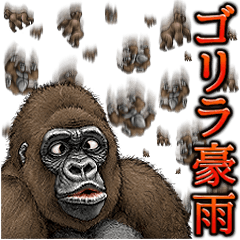 Gorilla gorilla 8