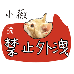 小薇姓名貼小橘貓拿鐵拉花可愛黃貓咪對話框