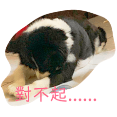 貴狗日常
