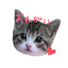 cat stanp       sticker