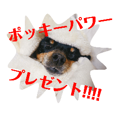 We love pocky_20190609234655